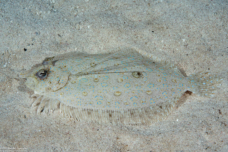 Maculated Flounder